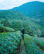 Tea blending workshop - "make your own blend" with Yuta Hiraoka