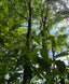 Tree with green tea leaves against a blue sky